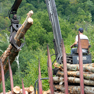 A forest worker moving felled trees.